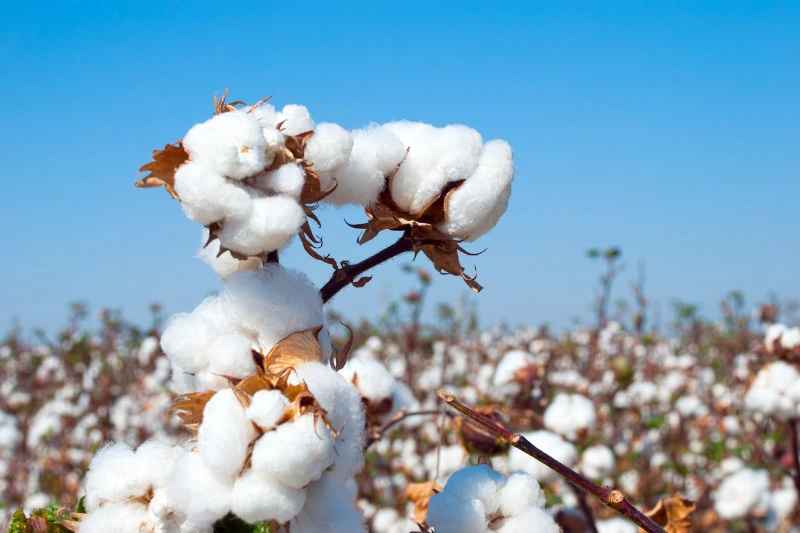 Cotton Dust Awareness For General Industry